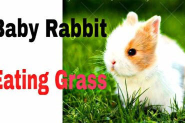 Baby Rabbit Eating Grass | Cool thinking | Aditya Kumar | Baby Rabbit |