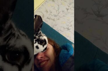 Cute rabbit licking my face