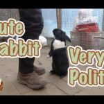 Cute Rabbit is Very Polite! Stands Up when I Come! [dear Master Yu]