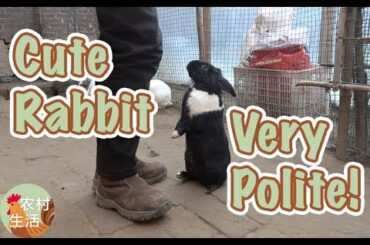 Cute Rabbit is Very Polite! Stands Up when I Come! [dear Master Yu]