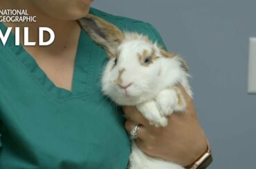 Itchy Bunny Ears | Critter Fixers: Country Vets