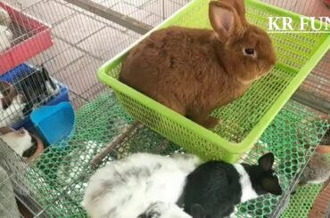 cute rabbit activity by rabbit farming