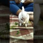 #babybunny #bunnyvideos #cutebaby cute bunny cleaning his face