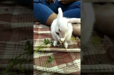 #babybunny #bunnyvideos #cutebaby cute bunny cleaning his face