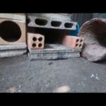 Rabbits happy for a new shelter. hole shelter | bunny cute like