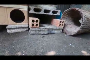 Rabbits happy for a new shelter. hole shelter | bunny cute like