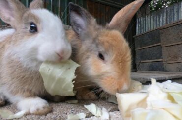 Rabbits eat cabbage very like | bunny cute