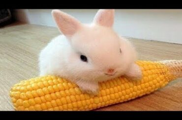Funny and Cute Baby Bunny Rabbit Videos 🐇 Baby Animal Video Compilation 2020 2020