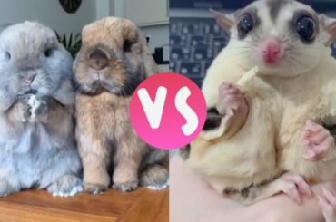 Cute Rabbit vs Little Dog Puppy Video | Viral Puppy Sharry March 2020