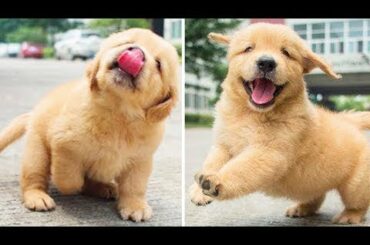 Funniest & Cutest Golden Retriever Puppies  😇🐶 Funny Puppy Videos 2020 2020