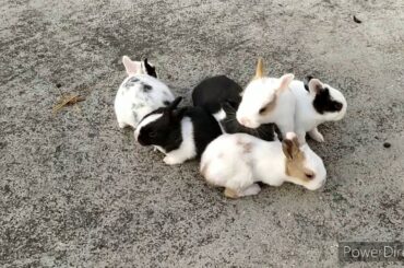Rabbit babies. So cute🤗🤗😘😍😍