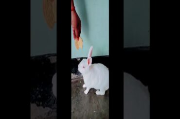 birthday celebration of cute  rabbit (cheek)