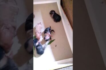 Cute Baby Rabbits, 1day old.