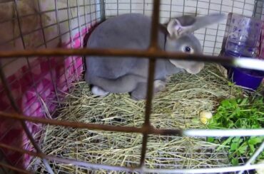 New Lynx & Opal Rex Rabbits & Ten 24 Day Old Bunnies