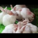 Cute Rabbit Kids / খরগোশ