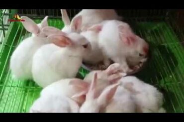 Cute Rabbit Kids / খরগোশ
