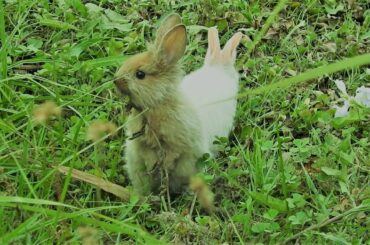 xxfun bunnies eating grass - bunny happy in the wild