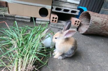 Rabbits lovely grass|bunny like grass good food