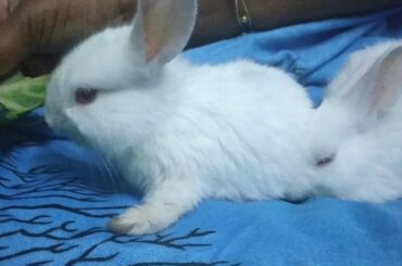 Winnie and Minnie.. Cute Rabbits