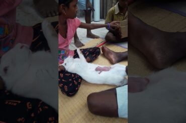 Babby rabbit feeding the mom