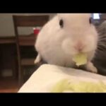 Cute Bunny Eating Cucumber
