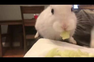 Cute Bunny Eating Cucumber