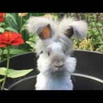 Rabbit Funny And Cute Bunny Videos Compilation asmr animals 🍑⁦✳️⁩🐰🍉