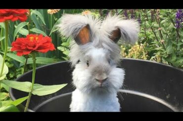 Rabbit Funny And Cute Bunny Videos Compilation asmr animals 🍑⁦✳️⁩🐰🍉