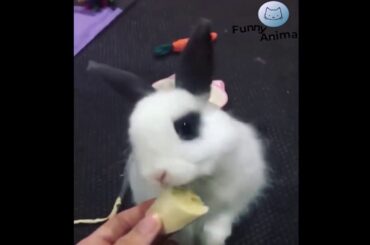 Funny bunny so cute part 2