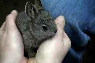 Baby pygmy rabbits at the Oregon Zoo