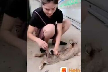 #wow#so cute#rabbit#