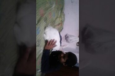 ## cute rabbit ||pure white in colour ##