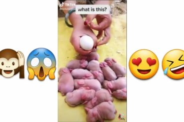 Newborn baby bunnies , newborn rabbits  , in egg shell