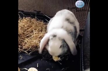 Funny bunny so cute part 1