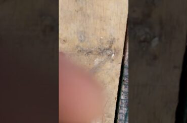 Cute mother rabbit an baby rabbit