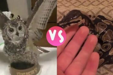 Cute Owl vs Black Big Snake Video | Funny & Satisfaction Clip | Viral Puppy Sharry 2020