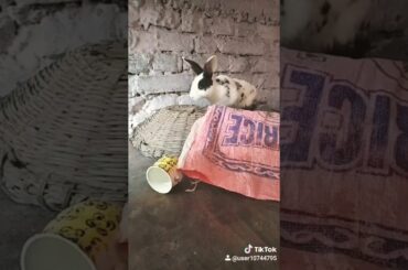 My talking rabbit is very cute