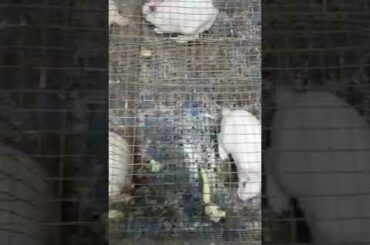 For cute and adorable bunnies :)