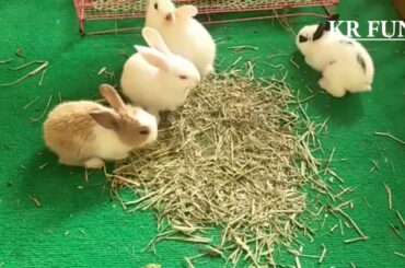 cute rabbit videos activity by farming