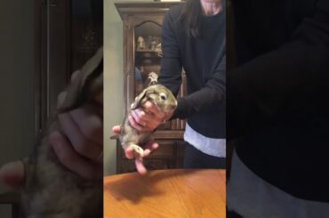 Bunny babies growing more adorable by the day!!