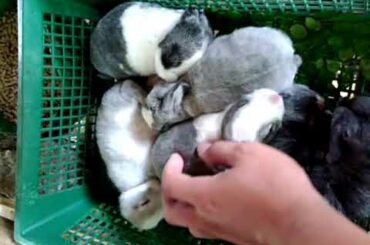 My Cute Little Bunnies Made My Day