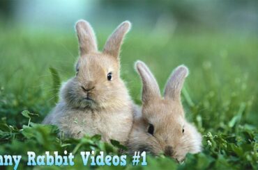 Funny And Cute Bunny Videos Compilation #1