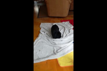 Rabbit A Funny and Cute Bunny Video V2