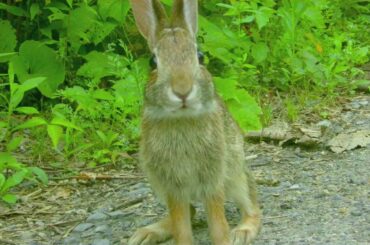 The CUTE Bunny - SCHENECTADY