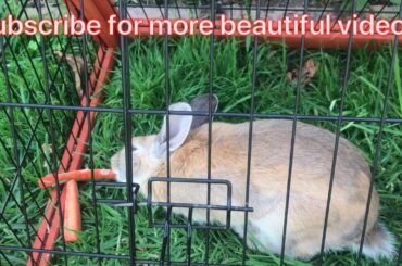 RABBIT 🐇 LOVE CARROTS 🥕 AND FOOD CUTE BUNNY