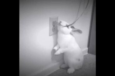 Cute baby bunny discovering the world--Black and White film.