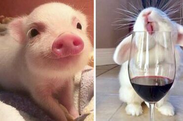 Cute baby animals Videos Compilation cutest moment of the animals - Soo Cute! #5