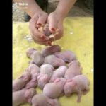Baby Rabbits hatch by eggs