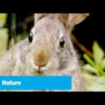 Official Preview | Remarkable Rabbits | NATURE | PBS
