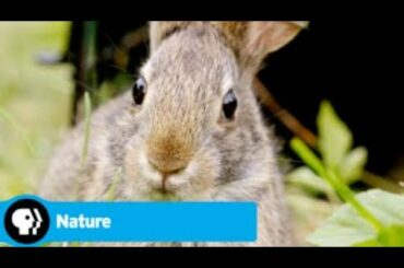 Official Preview | Remarkable Rabbits | NATURE | PBS
